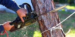 Trusted Slocom, AL Tree Care Experts