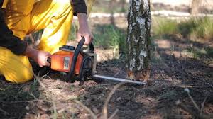 Best Tree Maintenance Programs  in Slocom, AL