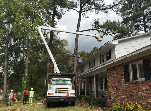  Slocom, AL Tree Care Pros