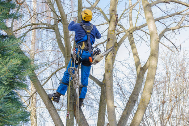 Best Tree Removal  in Slocom, AL