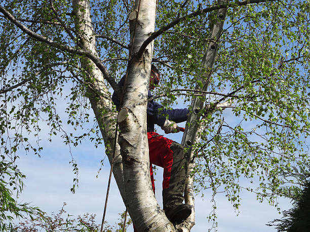 Best Emergency Tree Removal  in Slocom, AL