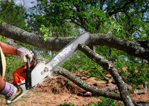 How Our Tree Care Process Works  in  Slocom, AL